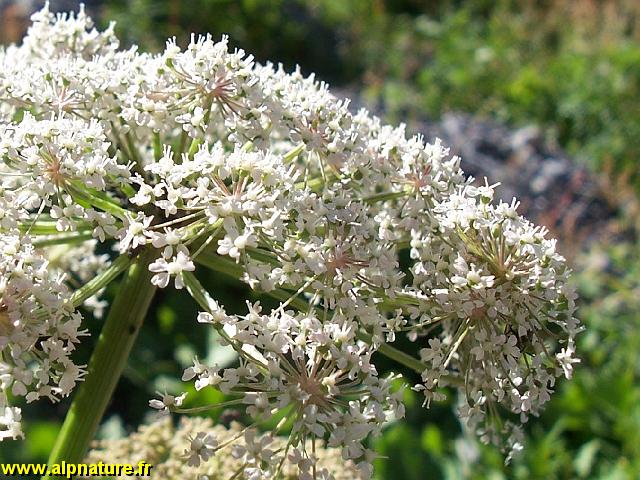 9272_imperatoire_(Peucedanum ostruthium)_Benjoin.JPG